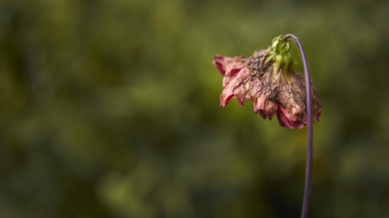 Daun Menguning dan Tak Mau Berbunga? Bisa Jadi Tanaman Kamu Sedang Stres!