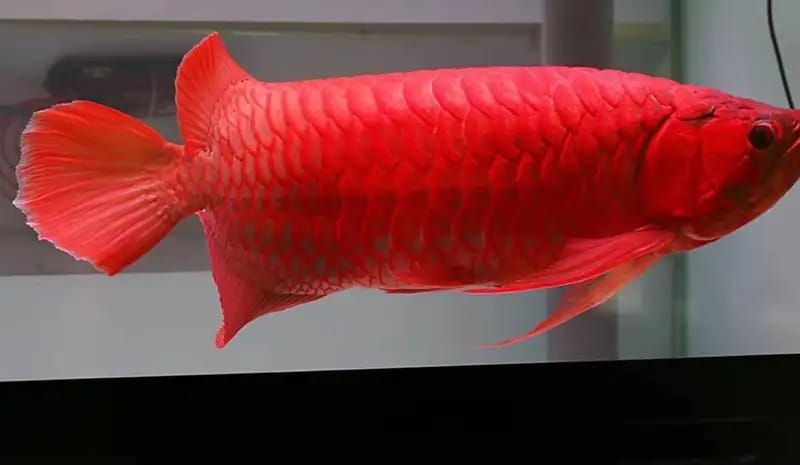 Kolektor Beli Harga Tinggi, Ikan Tawar Purba Ini Simbol Feng Shui Terbaik