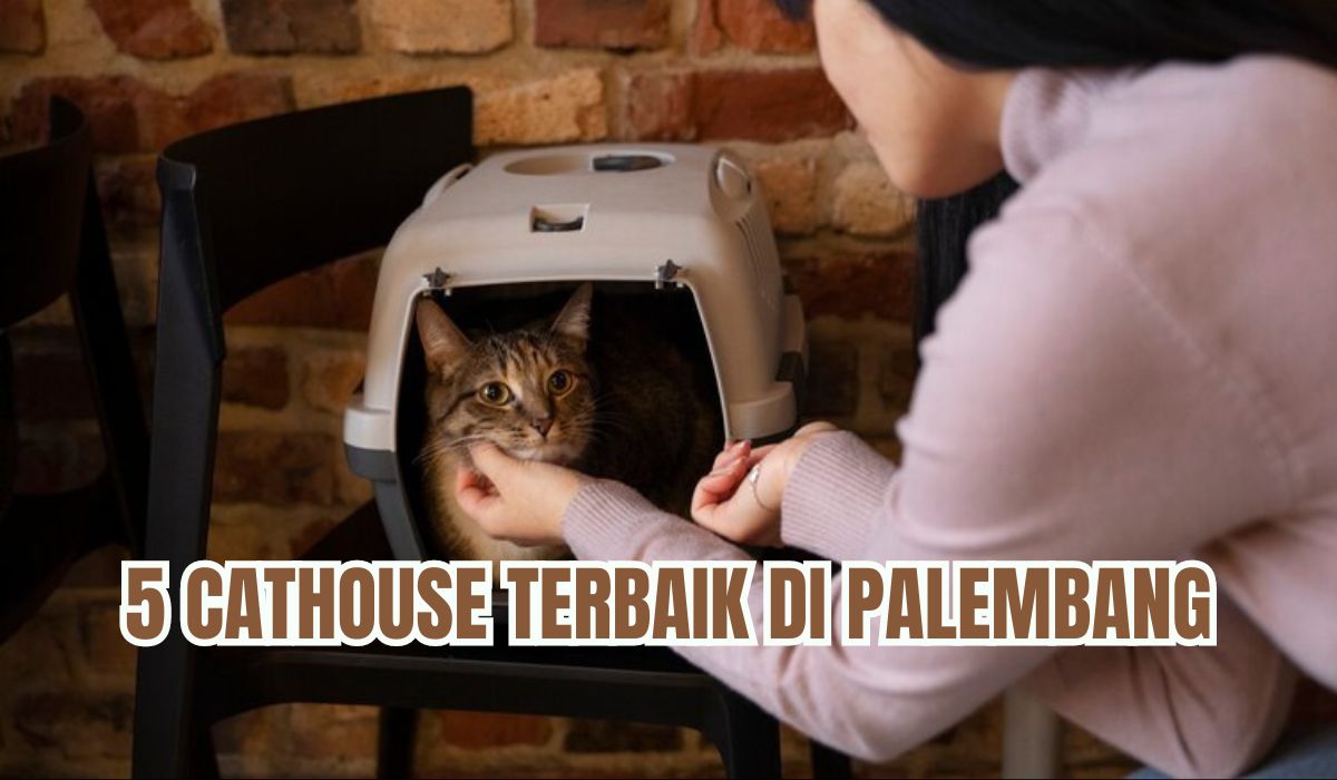 Pecinta Kucing Wajib Tahu! Ini 5 Cathouse Terbaik di Palembang, Bisa Titip dan Adopsi Kucing Ras Berkualitas