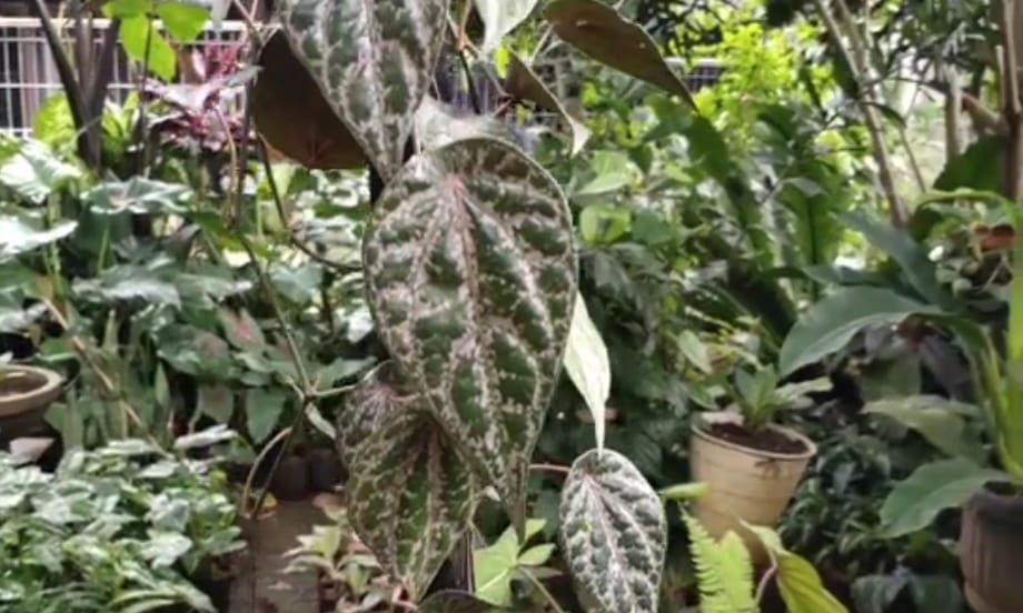 Manfaat dan Cara Membuat Ramuan Jahe Merah Serta Sereh untuk Flu