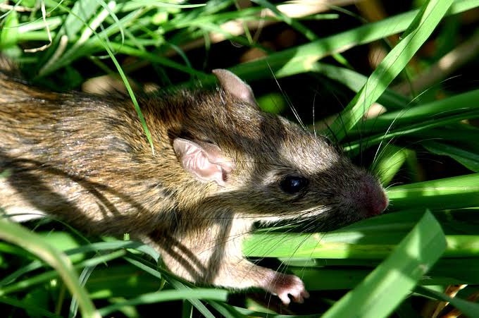 Puluhan Hektare Lahan Sawah di OKU Diserang Hama Tikus