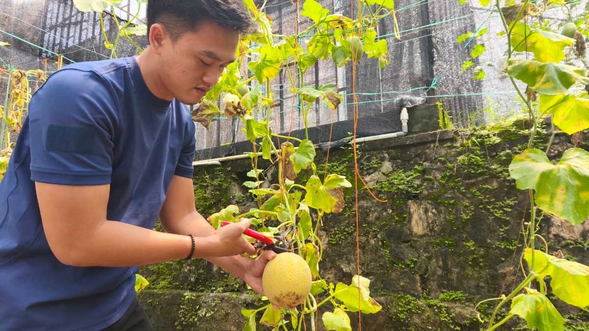 Keren! Warga Binaan Rutan Baturaja Sukses Panen Melon, Bukti Nyata Program Pembinaan Berhasil