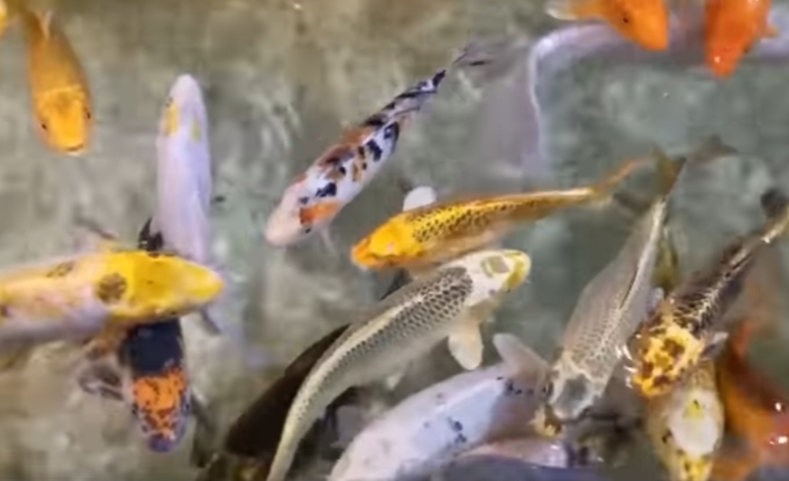 Ini Cara Budidaya Ikan Koi, Yuk Disimak Supaya Menghasilkan Cuan