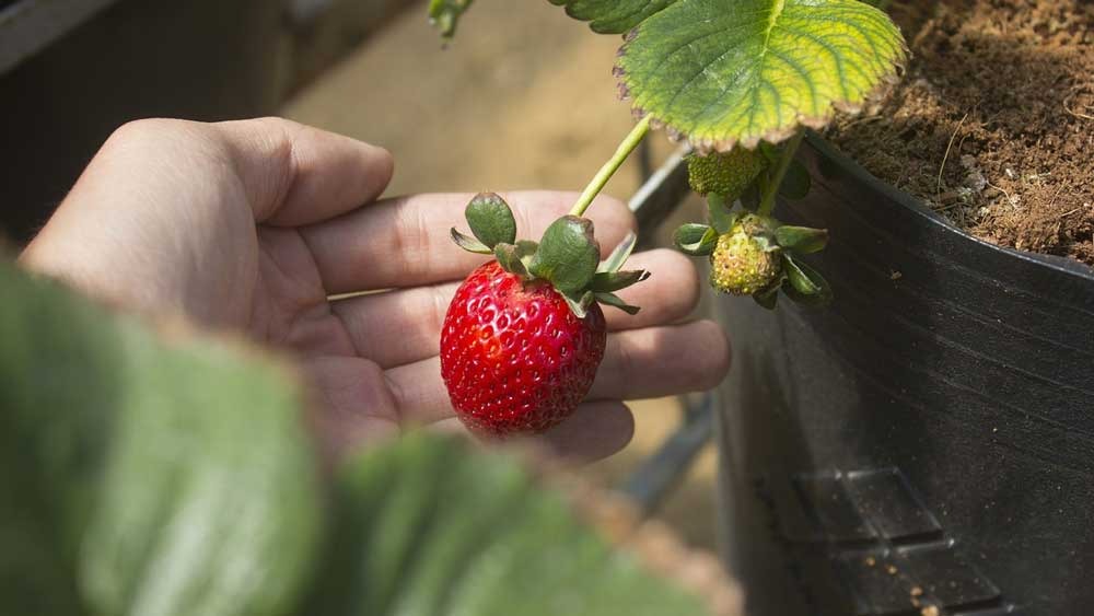 Menanam Strawberry di Rumah Sendiri, Yuk Bisa Yuk!