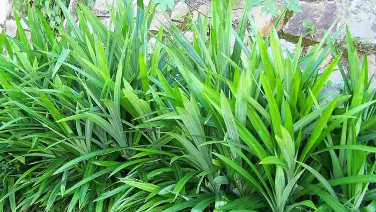 Bawa Pulang Pandan Wangi, Rumah Jadi Harum dan Rezeki Mengalir!