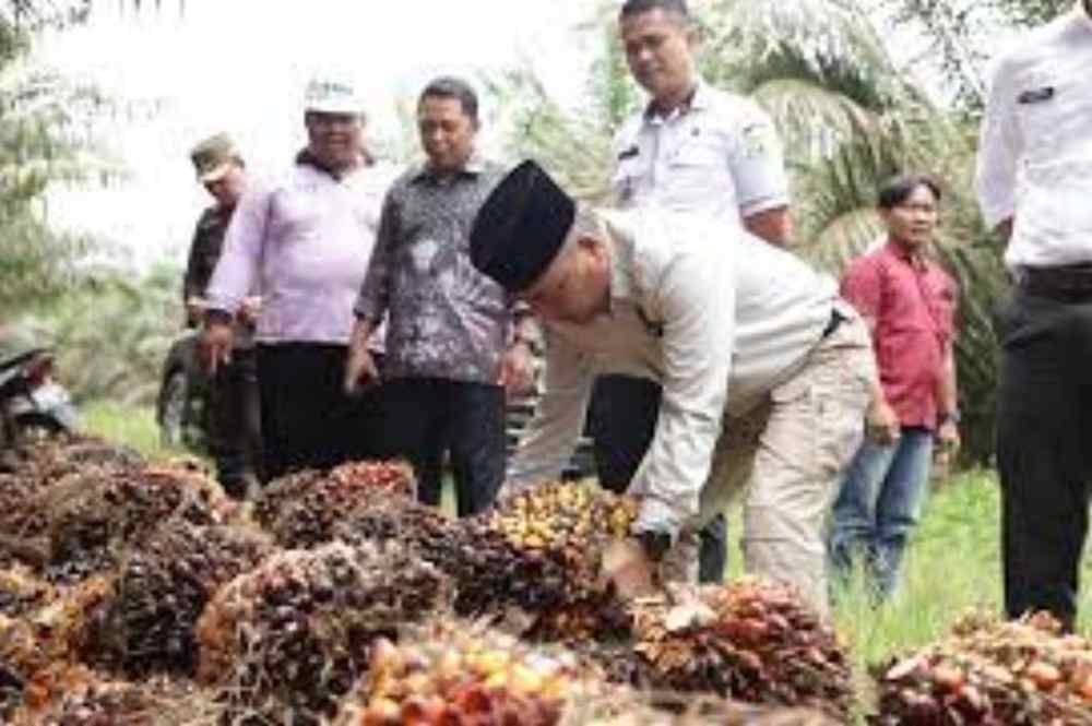 Wahai Pekebun Sawit, Simak Kata Pj Bupati Muba agar Buah Dihargai Tinggi