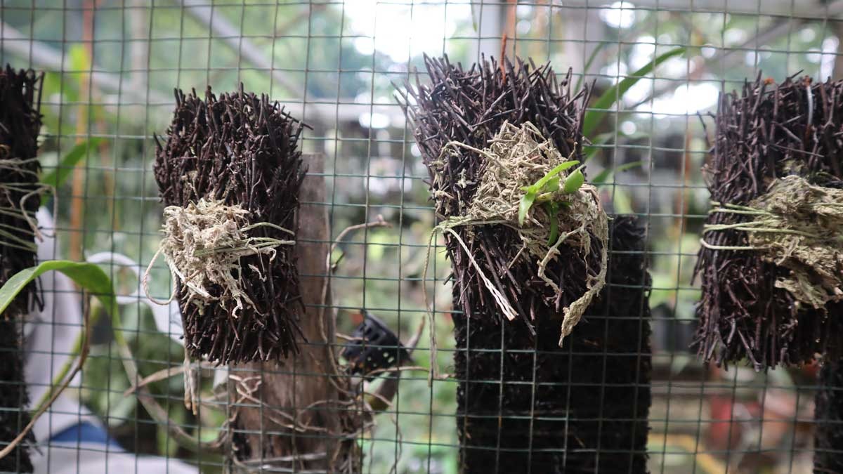 Bukit Asam Menyelamatkan Lebih dari 80 Jenis Anggrek, Ikut Menjaga Keanekaragaman Hayati