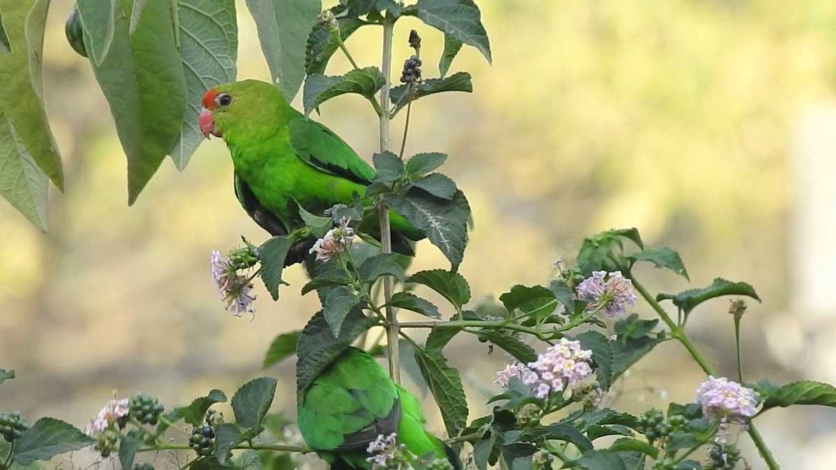 Kenalan dengan Lovebird Abyssinian, Burung Cinta yang Mungil dengan Kepribadian Lucu