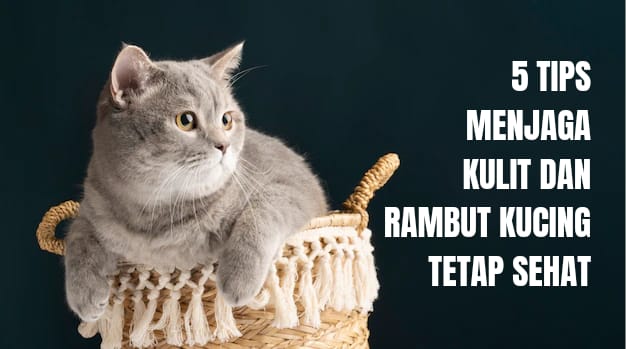 Tips Agar Kulit dan Rambut Kucing Tetap Sehat, Anabul Kamu Dijamin Glowing! 