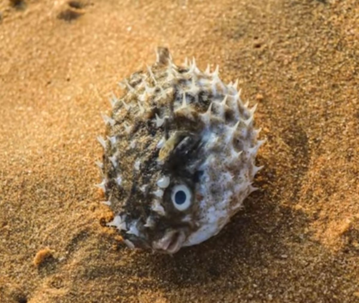 Berikut Deretan Fakta Menarik Tentang Ikan Buntal yang Harus Kamu Ketahui