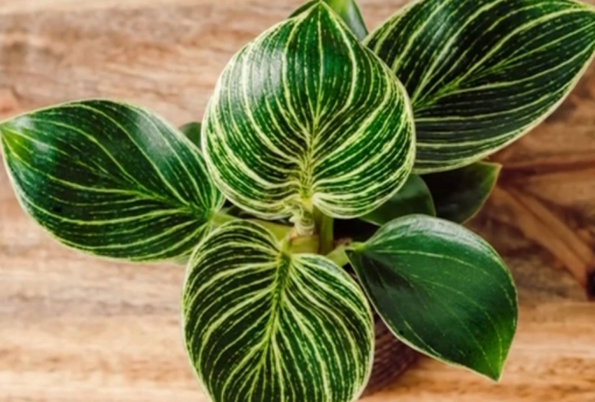 Inilah 6 Hal Penting yang Harus Diperhatikan Dalam Merawat Tanaman Hias Phoilodendron Birkin
