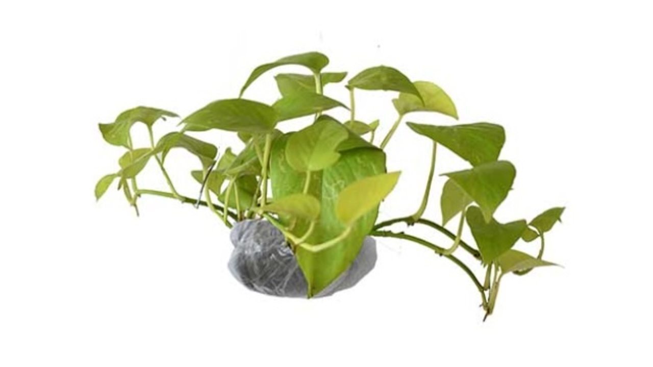 Wajib Hati-hati! Tanaman Hias Favorit Ini Ternyata Berbahaya Bagi Hewan Peliharaan