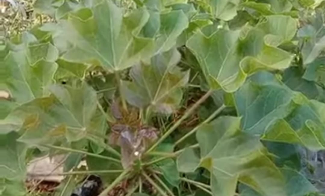 Ternyata Buah Jarak Miliki Manfaat Untuk Menghilangkan Ketombe dan Meringankan Nyeri Sembelit