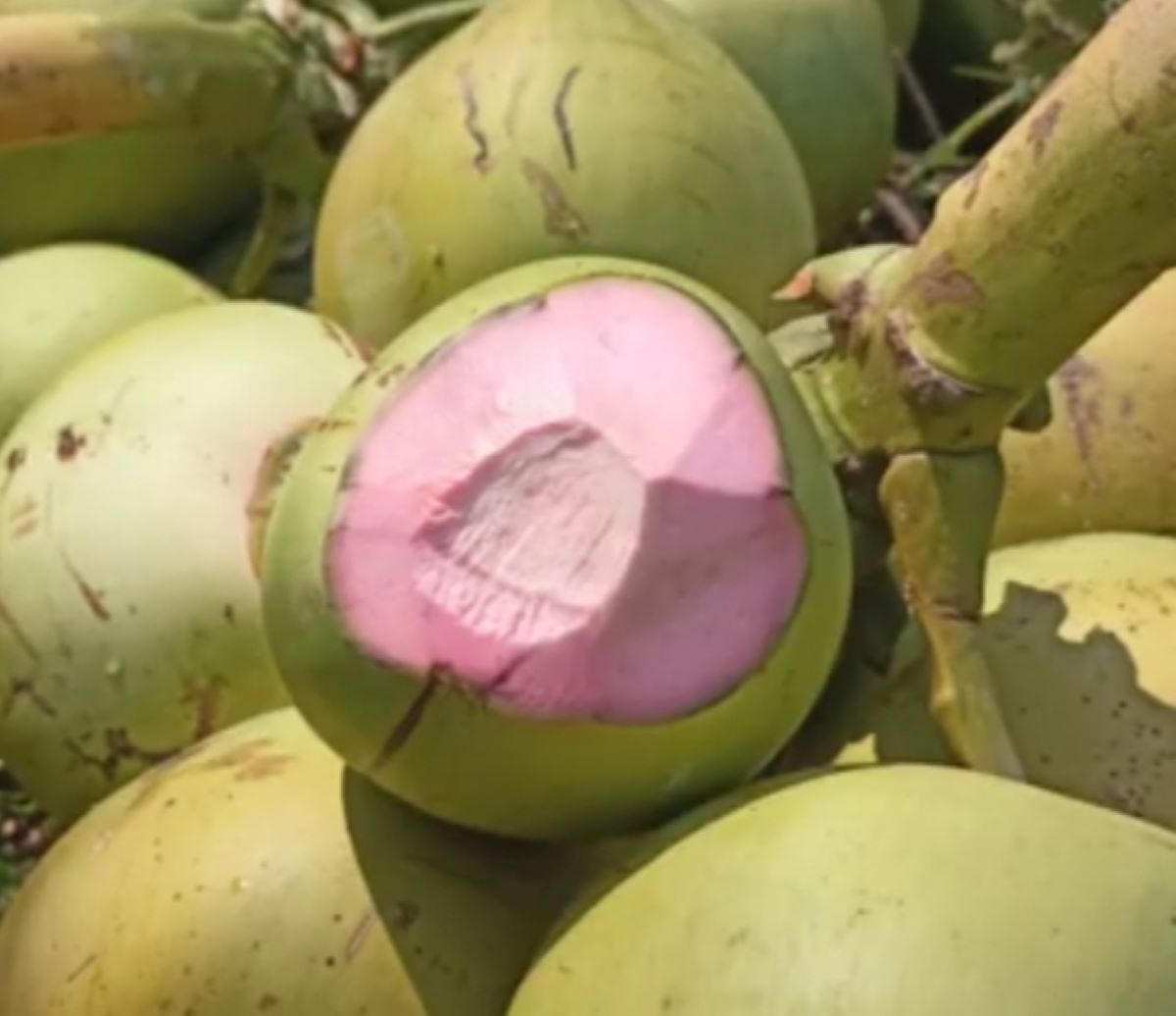 Konon Minum Air Kepala Tampuk Merah Bisa Melancarkan Buang Air Kecil, yuk Disimak Manfaat Lainnya