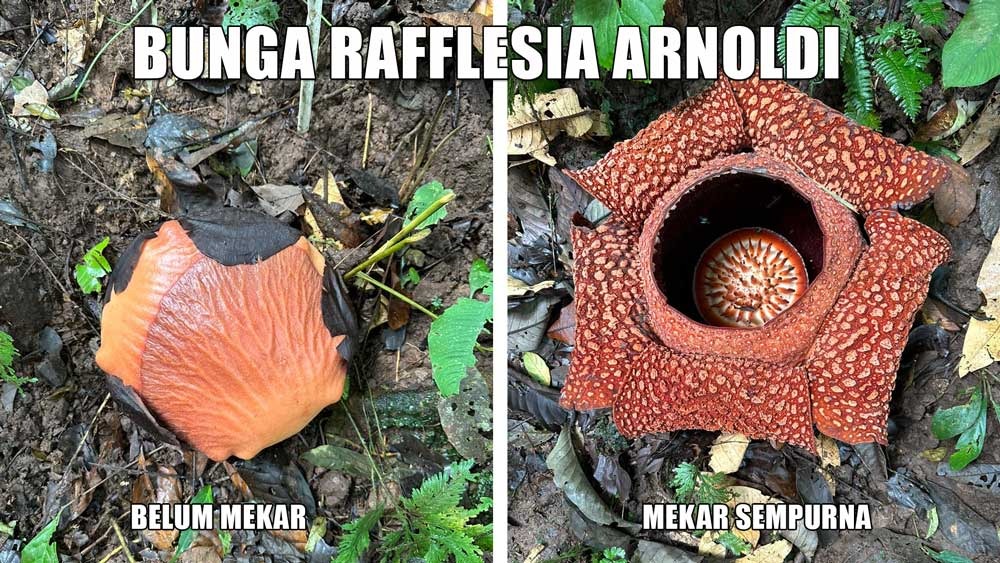 Hanya 3,5 Jam dari Jakarta, Anda Dapat Menikmati Keindahan Bunga Rafflesia Arnoldi Mekar Sempurna