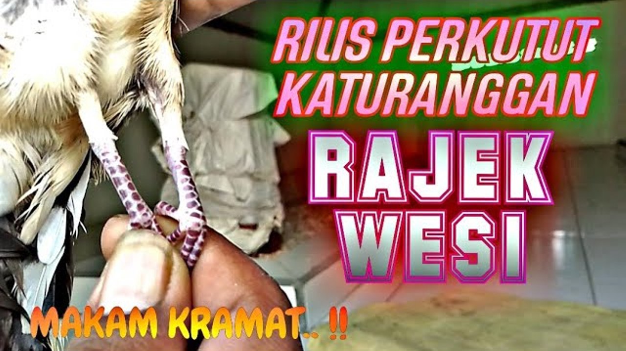 Banyak Tak Diketahui Penggemar Perkutut, Ini Filosofi dan Tuah Perkutut Katuranggan Rajek Wesi