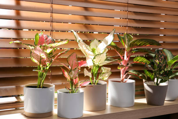 Dekorasi Cantik! Ini 8 Tanaman Hias Indoor Pembawa Keberuntungan