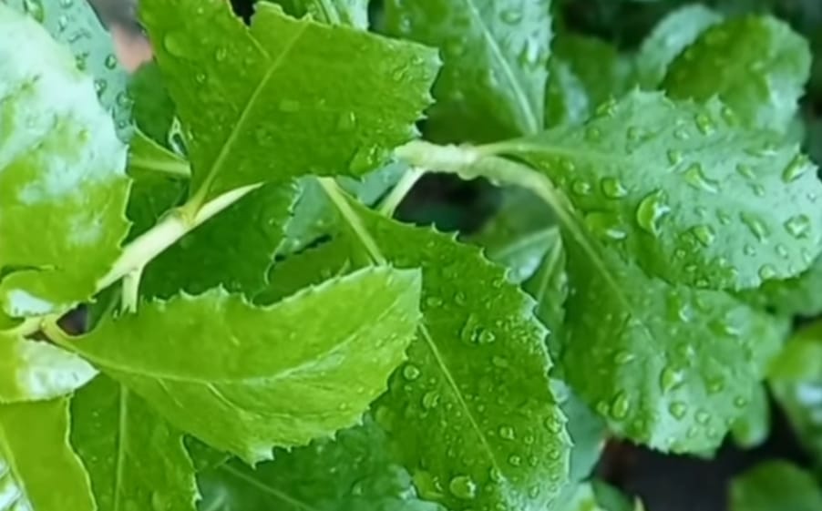 SIMAK! Berikut Deretan Manfaat Daun Beluntas yang Jarang Diketahui Orang