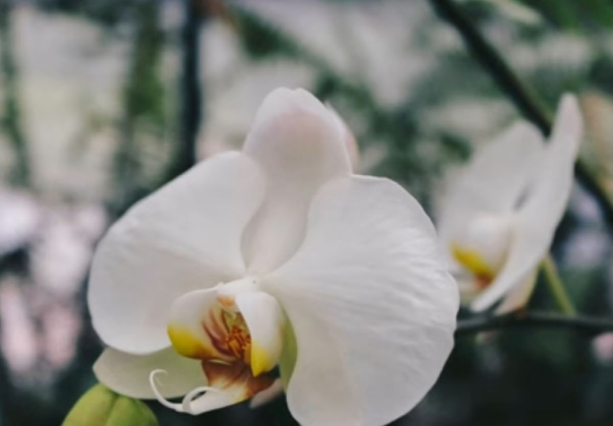 SIMAK! Berikut Tips Sederhana Merawat Tanaman Hias Anggrek Bulan