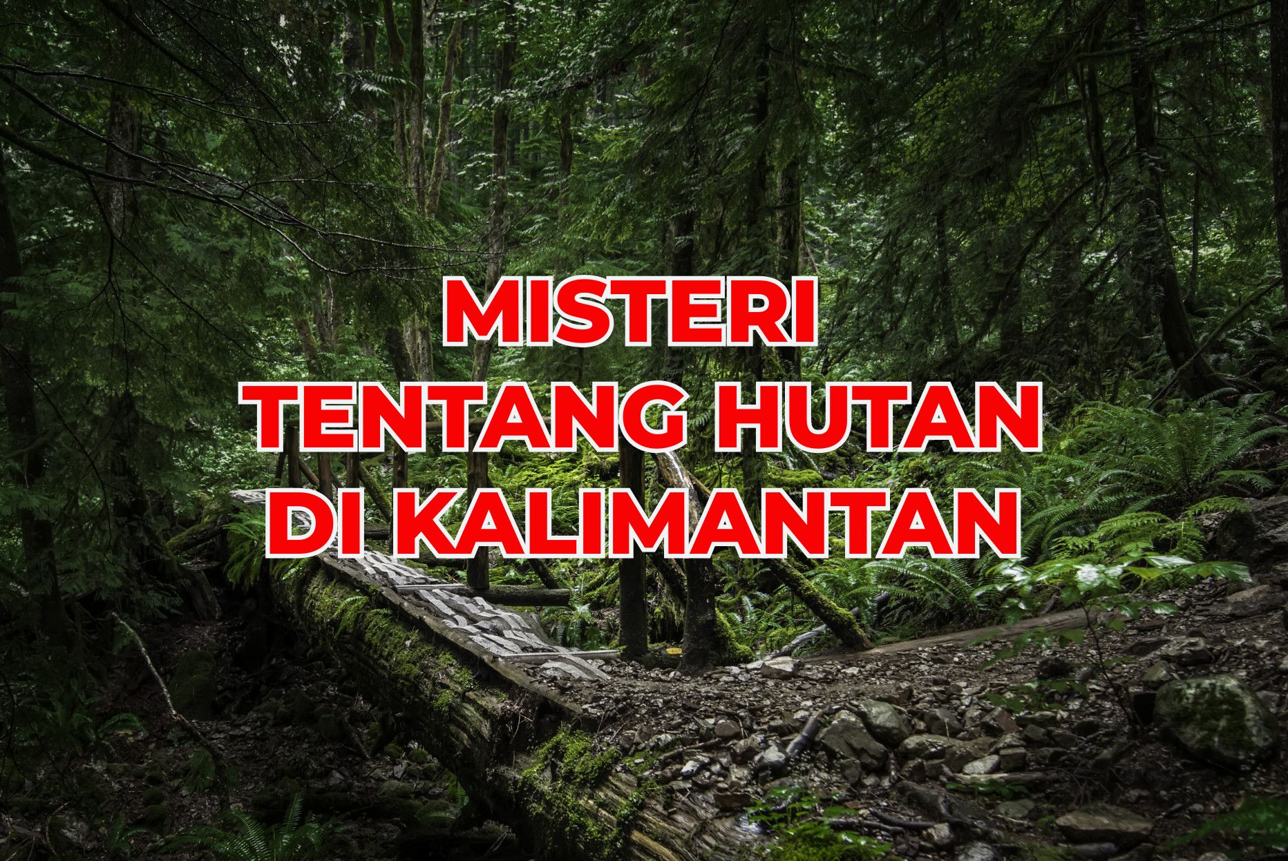Bikin Bulu Kuduk Merinding! Mulai dari Siluman Hingga Kerajaan Gaib, Itulah 5 Misteri Hutan di Kalimantan