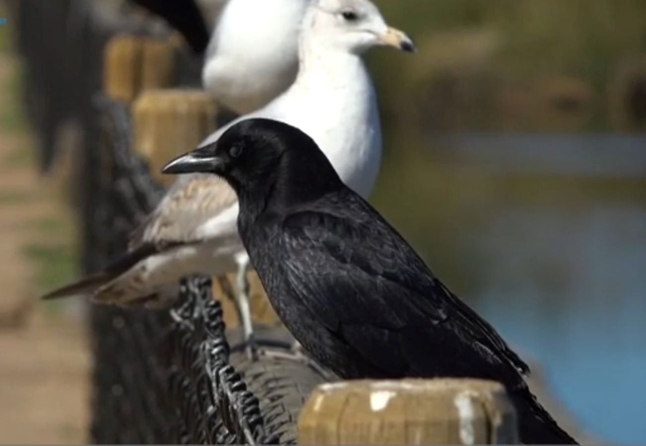 FAKAT MENARIK: Benarkah Burung Gagak Hewan Cerdas? yuk Simak Ulasannya