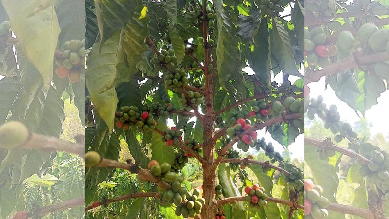 PT Bukit Asam Bina Petani Sawahlunto, Wujudkan Harapan Baru dari Kopi Robusta