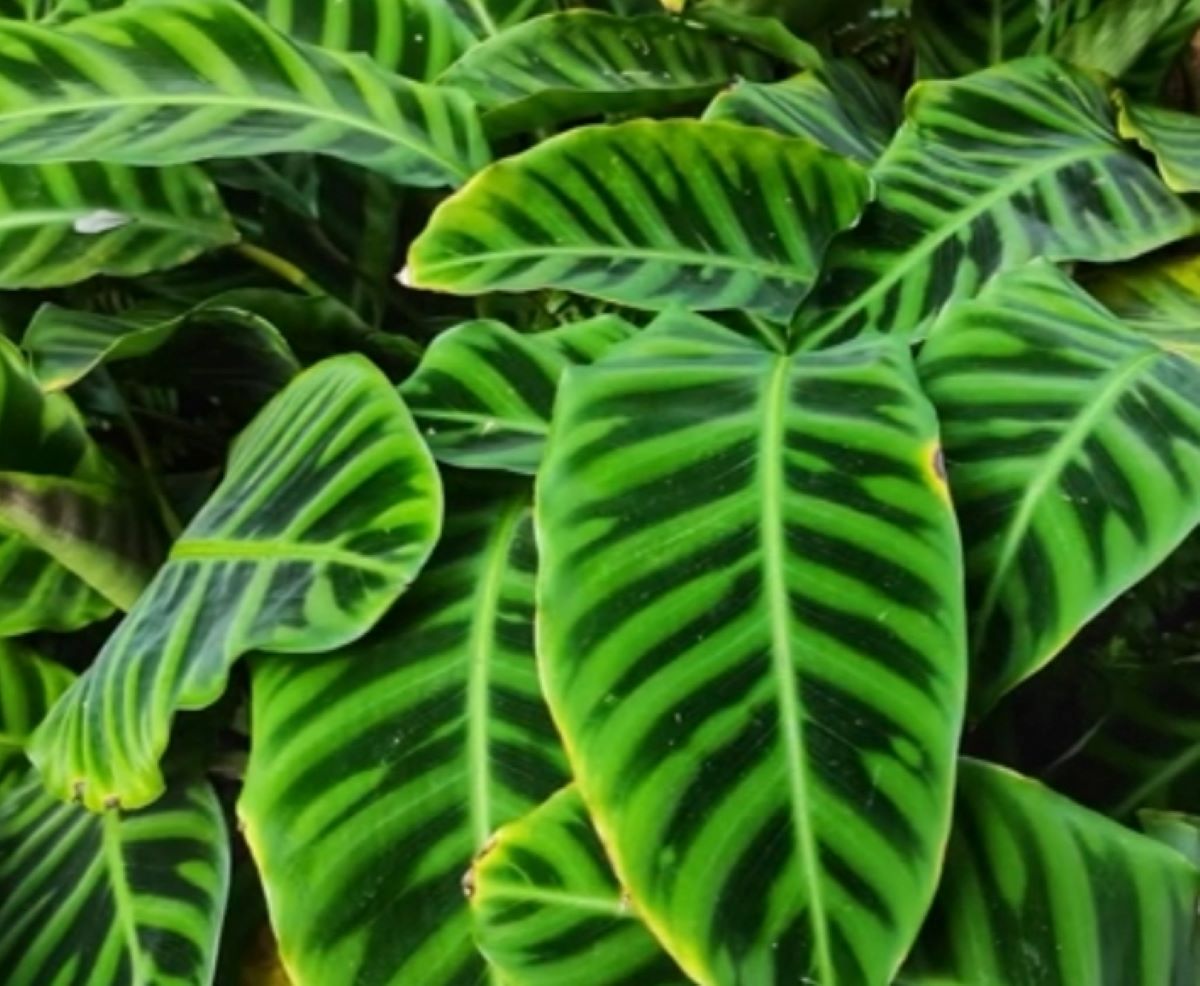 Motif Daun Mirip Kulit Zebra, Ini 5 Cara Jitu Merawat Tanaman Hias Calathea Zebrina 