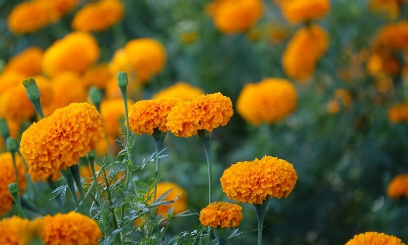 5 Manfaat Bunga Marigold untuk Kulit dan Tubuh, Penghias Taman yang Punya Segudang Khasiat
