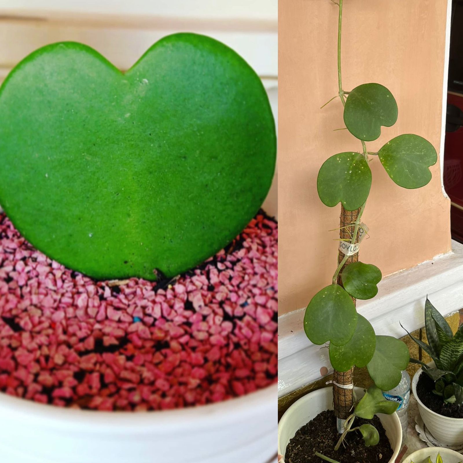 Romantis Banget, Kaktus ini Jadi Simbol Kasih Sayang