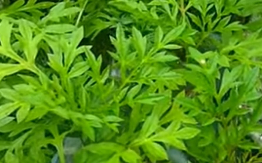 Berikut Ini Daun Mujarab Untuk Menambah Nafsu Makan Anda