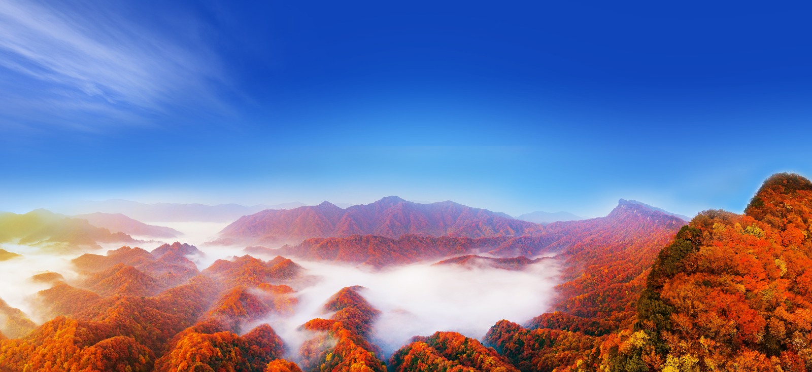 KARPET MERAH TERPANJANG DI ASIA! Festival Daun Merah Gunung Guangwu 2026 Bikin Mata Langsung Meleleh!