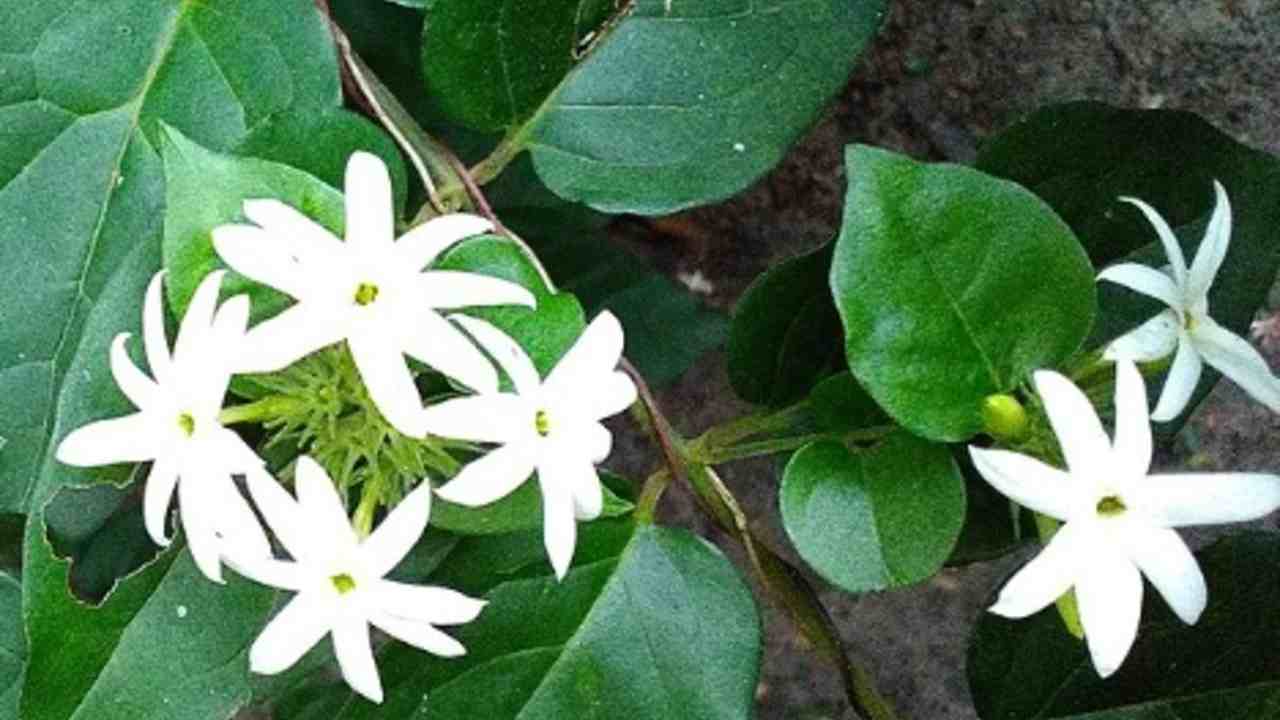 Rezeki Dipercaya Makin Lancar! 6 Tanaman Pembawa Hoki Ini Wajib Ada di Depan Rumah