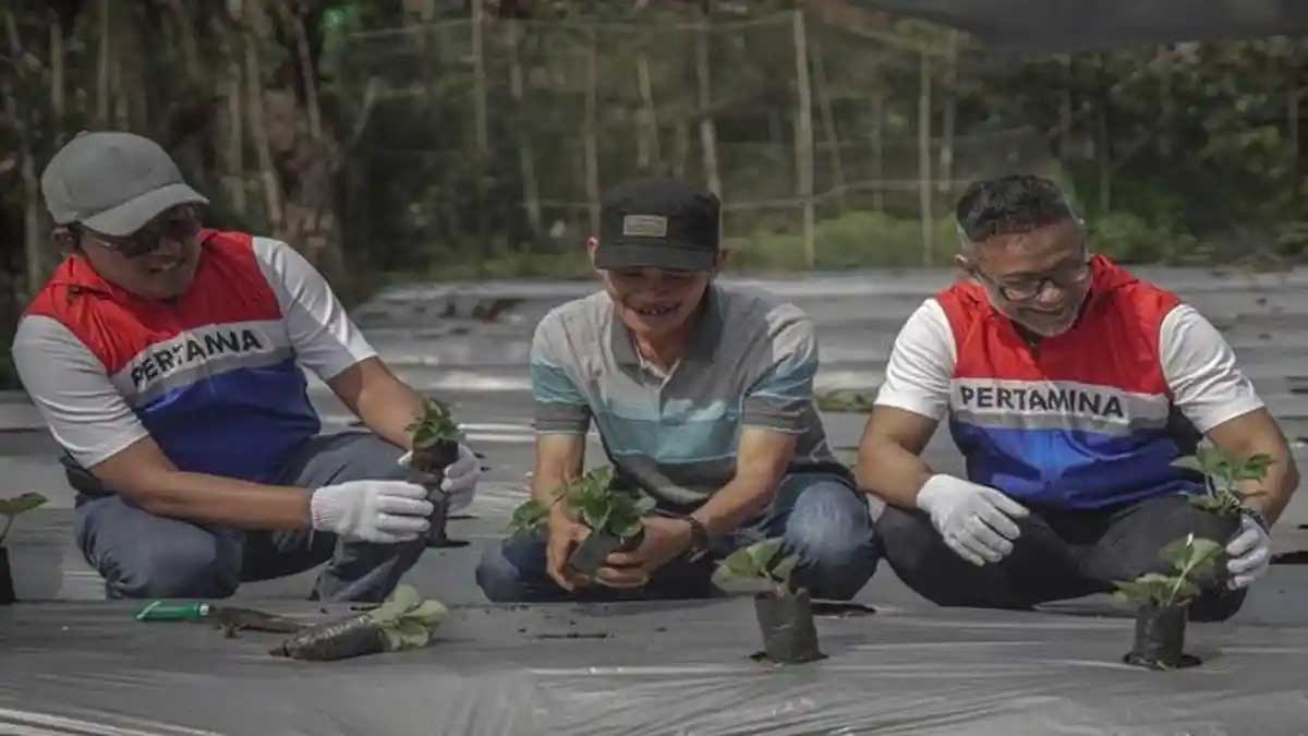 Pertamina Nyalakan Energi dan Asa Petani di Rantau Dedap 