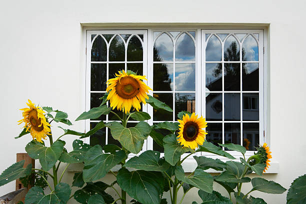 7 Tanaman Hias Bikin Rumah Nyaman Tanpa Nyamuk