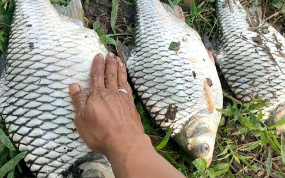 Inilah 7 Jenis Umpan Paling Disukai Ikan Tawes, Nomor 4 Enak Juga Digoreng lho