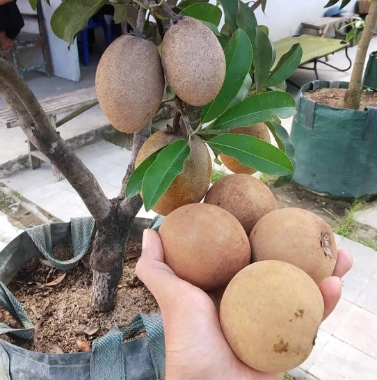 Ternyata Buah Sawo Punya Segudang Manfaat Bagi Tubuh Kita Nomor 5 Dapat Mengatasi Anemia