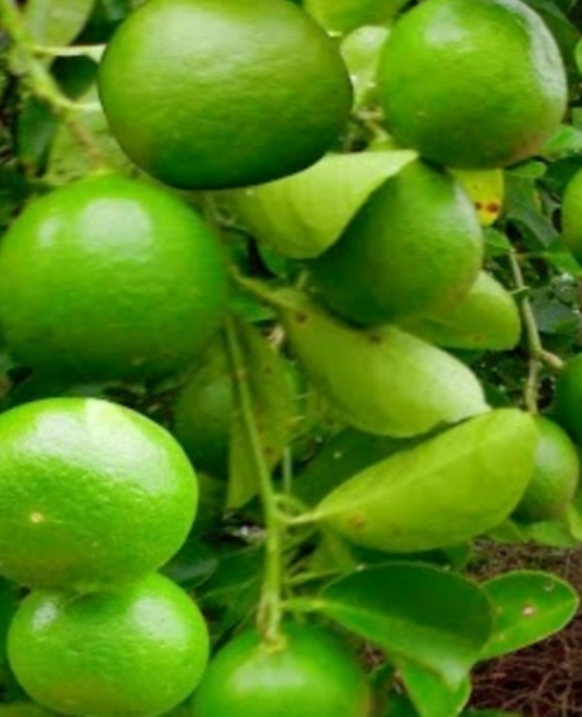 Jangan Konsumsi 5 Jenis Buah Ini Saat Hidup Tersumbat! Simak Ulasannya