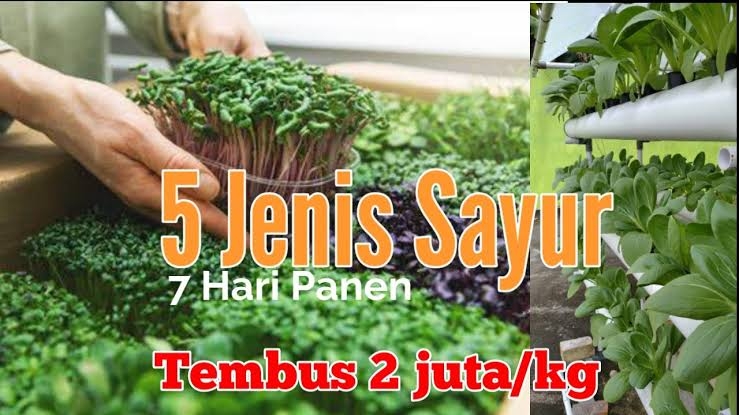 Tembus Rp 2 Juta Perkilo, Inilah 5 Jenis Sayuran Cepat Hasilkan Cuan Dalam Waktu Singkat