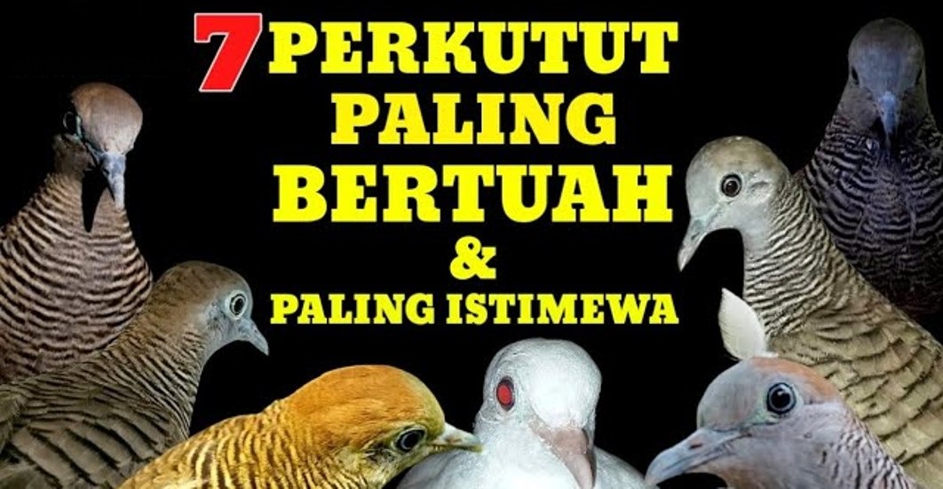 7 Perkutut Paling Bertuah dan Istimewa, Songgo Ratu Hingga Putih Lokal, Incaran Penggemar Perkutut Katuranggan