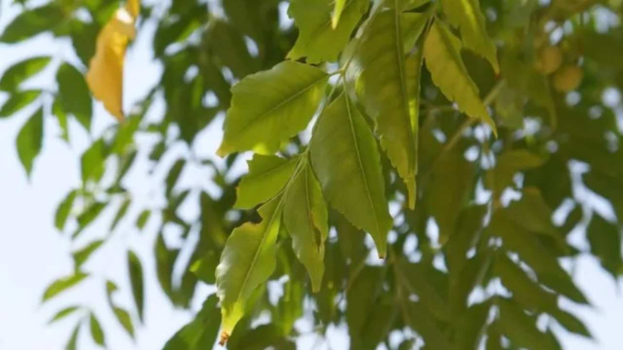 Rahasia Herbal Tradisional, Ini Manfaat Daun Mindi bagi Kesehatan Tubuh