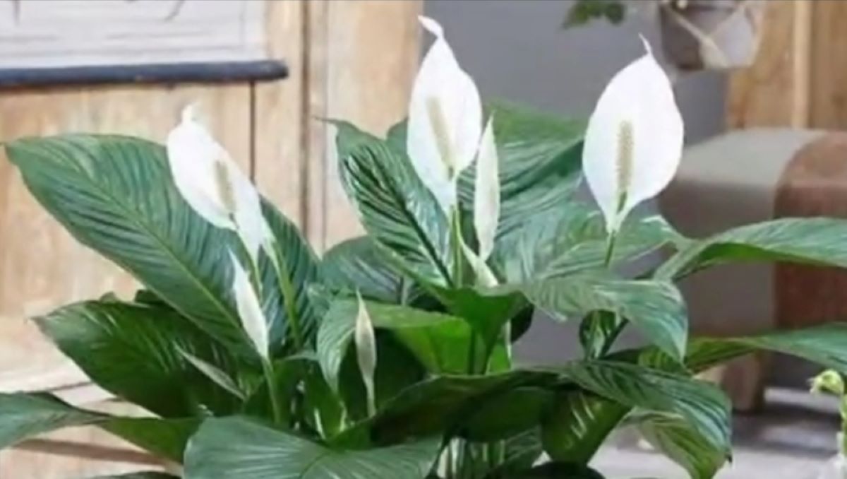 SIMAK! Ini 9 Jenis Tanaman Hias yang Bisa Memberikan Kesan Sejuk dan Damai
