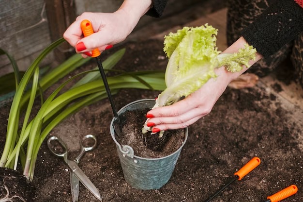 Jangan Buru-buru Dibuang, Ini Cara Menanam Kembali Sayur Sisa Dapur