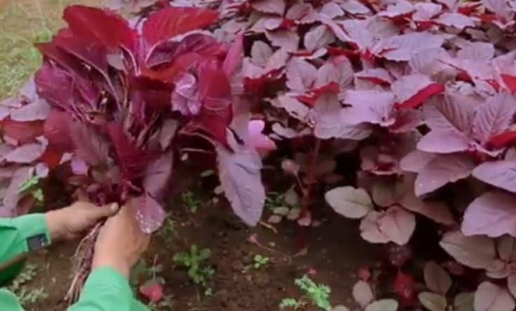 Jangan Dianggap Remeh Ternyata Bayam Merah Bisa Menurunkan Berat Badan