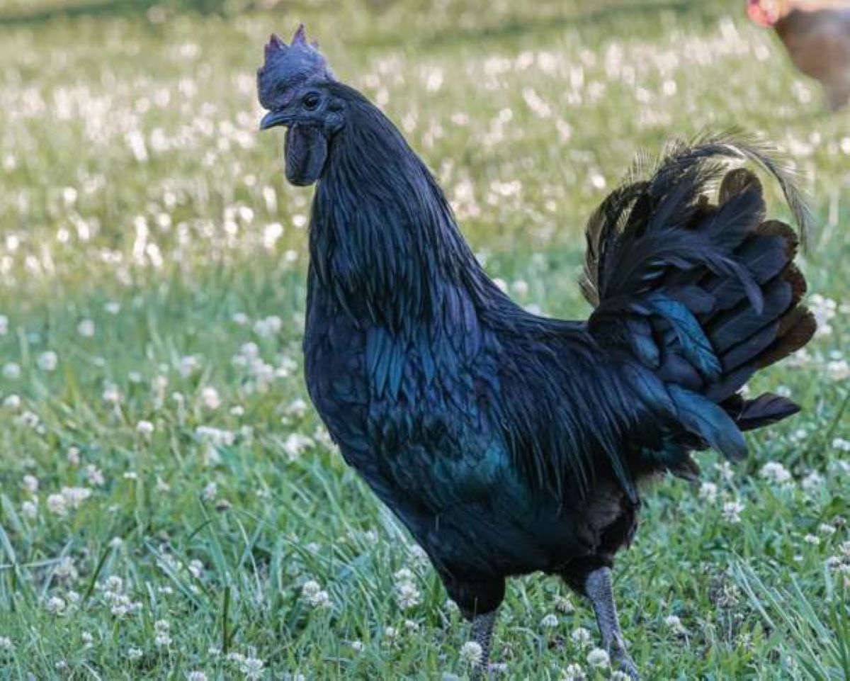 Berjuluk 'Lamborghini', Ini Fakta Unik Ayam Cemani yang Langka dengan Harga Fantastis