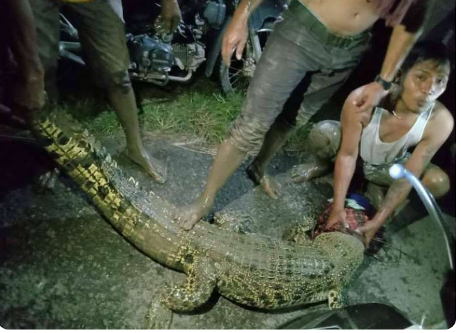 3 Bulan Resahkan Warga, Buaya di Desa Aman Jaya OKU Timur Akhirnya Tertangkap