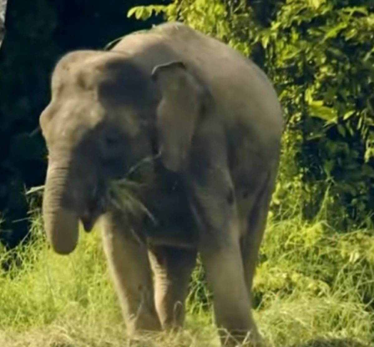 7 Jenis Hewan Khas Pulau Sumatera, yuk Simak Ulasannya