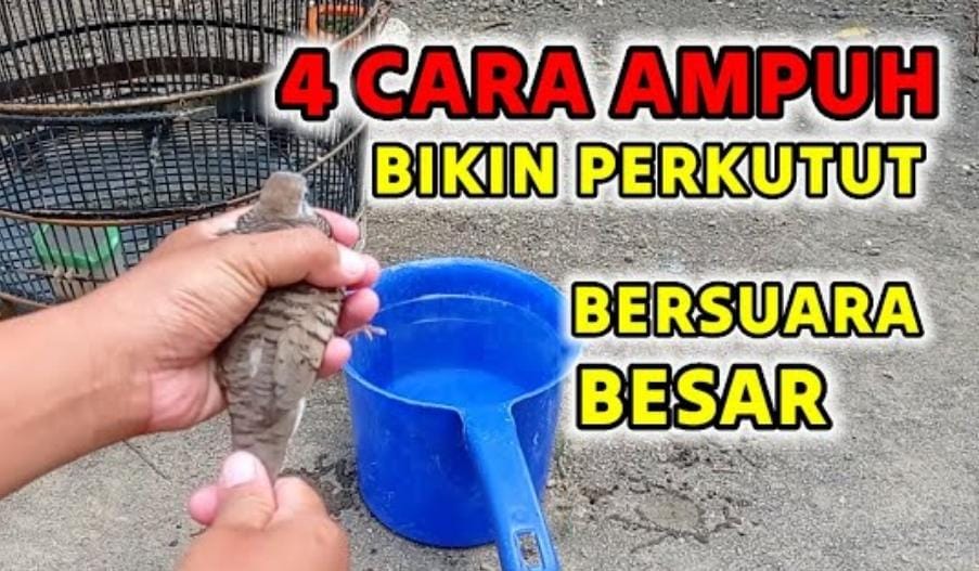 4 Cara Mengatasi Perkutut Bersuara Kecil Menjadi Suara Besar, Pecinta Burung Perkutut Cobain Deh, Hasilnya..