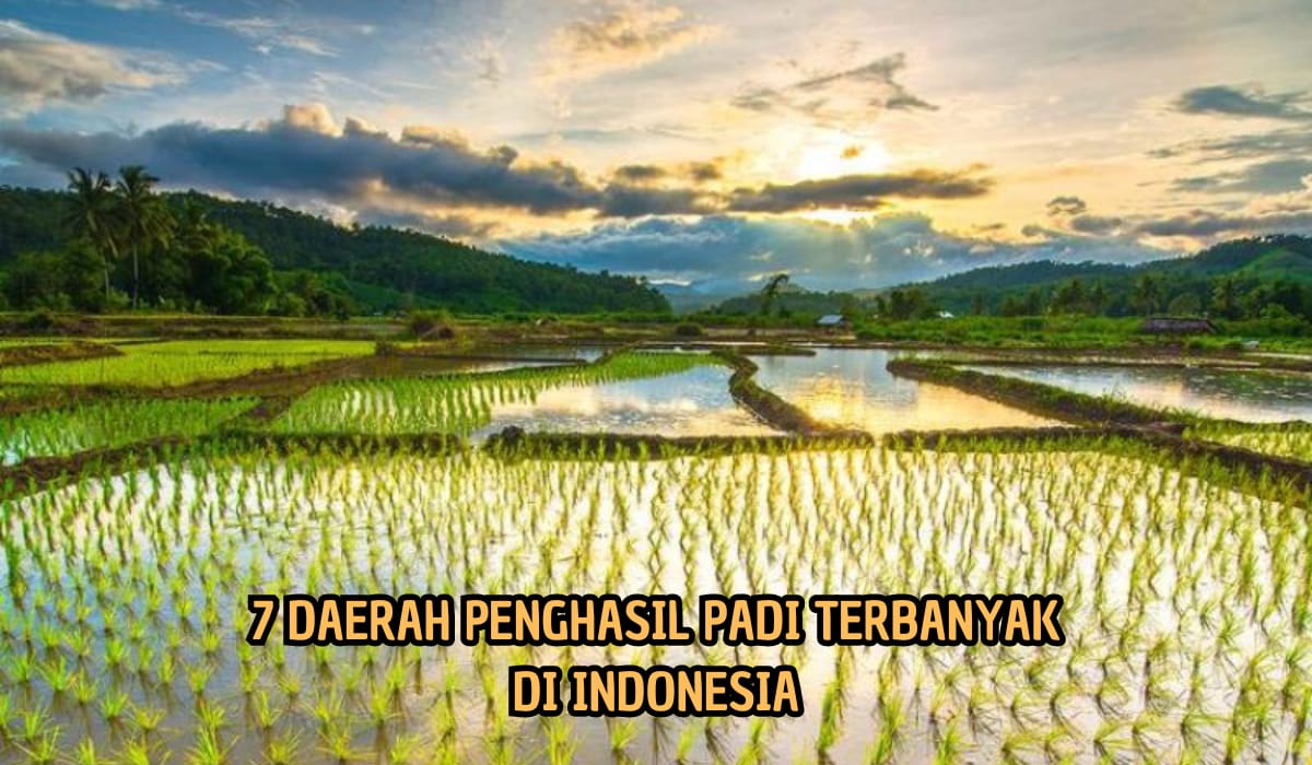 7 Daerah Penghasil Padi Terbesar di Indonesia, Sumsel Masuk Daftar, Produksi Berasnya Buat Takjub!