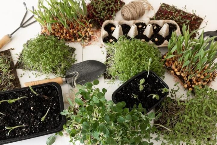 Bukan Sekedar Tumbuhan! 8 Tanaman Herbal Ini Punya Khasiat Luar Biasa untuk Kesehatan 