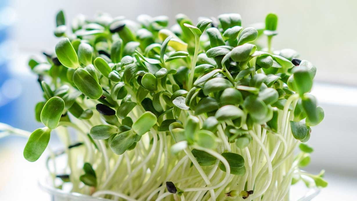 Kecil-kecil Cabe Rawit! Tanaman Microgreens dengan Segudang Manfaat, Solusi Menanam Tanpa Lahan